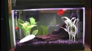 5 Gallon Betta Neon Community Fish Tank [upl. by Gmur]