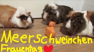 MeerschweinchenFrauentag [upl. by Rocco]