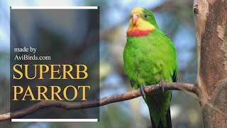 Superb Parrot  Barrabands Parrot  Barrabands Parakeet  Green Leek Parrot Polytelis Swainsonii [upl. by Anne]