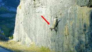 How do Mountain Goats stand on steep cliffs These Goats can climb rocks better than people [upl. by Marthena627]