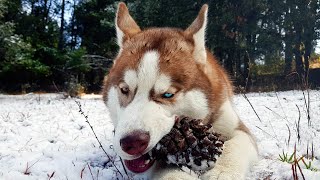 MAGICAL EYES of GHOST  THE HIMALAYAN HUSKY [upl. by Alusru221]