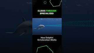 How Dolphin Echolocation Works [upl. by Mosira]