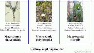 Rośliny rząd Sagowcowe zamia macrozamia plants robusta variegata polymorpha spiralis inermis [upl. by Attenov809]