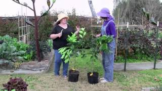 How to Prune Citrus [upl. by Mcgaw]