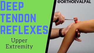 Deep Tendon Reflexes of the Upper Extremities [upl. by Hynes]