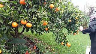 Harvesting tangelos from our backyard1 [upl. by Nagyam]