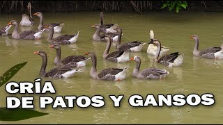 PATOS Y GANSOS [upl. by Ifar]