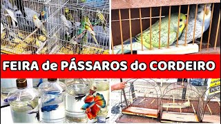 Feira de Pássaros e Acessórios do Cordeiro passaros criarpassaros feiralivre [upl. by Salamanca]