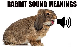 13 Sounds Rabbits Make and What They Mean [upl. by Lemuelah863]