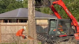 CUTTING DOWN A DEAD TREE [upl. by Aneeram287]