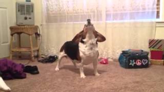 Funny Beagle howling [upl. by Lorenzana]