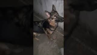 youtubeshorts shortvideo germanshepherd viralshort meme [upl. by Aylat]