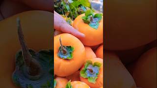 Persimmon Harvesting Vlog  Village  Vlogs New Video  Best Vlog  Short [upl. by Edward]