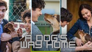 A Dogs way home  movie story explained BEST DOG MOVIEDOGMOVIELOVE [upl. by Ayhtnic]