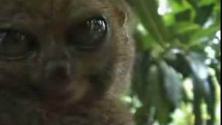 YouTube dieren filmpje hypnose animal hypnosis [upl. by Aihtnis202]