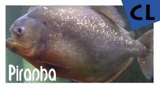 HD Have You Ever Seen a BIGGER PIRANHA FISH TANK  YouTube RECORD  MONSTER FISH TANKS [upl. by Metzgar168]