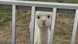 Baby Alpaca Eating Hay [upl. by Dunton]