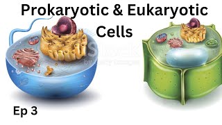 Ep 3  Prokaryotic amp Eukaryotic Cells  The Fundamental unit of life [upl. by Svoboda]