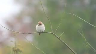 Isabelline Shrike Sp [upl. by Dunson]