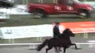 Icelandic Horses Competing at Fast Tolt [upl. by Rawley]