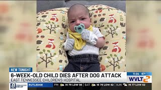 6weekold child dies after attack from family dog [upl. by Oreste]