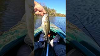 🎣🎣🎣 fishingvideo fishing sportfishing fish fresh largemouthbass bass virginia [upl. by Solegnave]