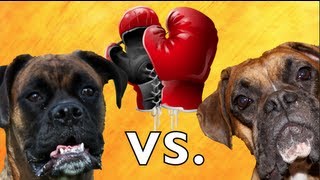 Brock the Boxer Real Dog Boxing Match [upl. by Ran942]