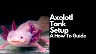 Axolotl Tank Setup Complete Guide [upl. by Notle]