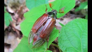 The Common Cockchafer Is A Clumsy Flier And Makes A Buzzing Sound [upl. by Ahsitel724]