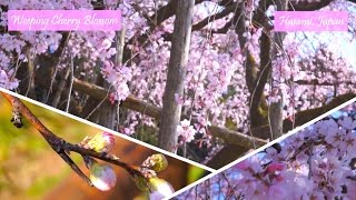 Weeping Cherry Blossom Hasami Japan [upl. by Emirac]