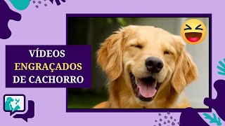 CACHORROS ENGRAÇADOS Vídeos Engraçados de CACHORRO [upl. by Dragde]