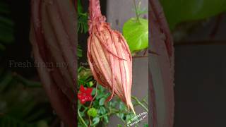 Brahma Kamal  Epiphyllum oxypetalum brahmakamal flowers garden shorts [upl. by Eirased]