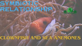 Symbiotic relation of Clownfish and Sea Anemones  Nature Connection [upl. by Feliks897]