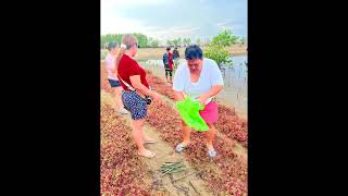 Mangrove planting activity [upl. by Ehrenberg542]