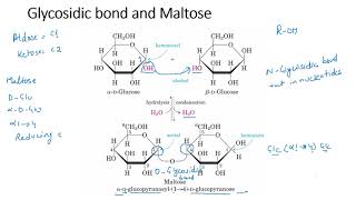 Disaccharides [upl. by Amihc]