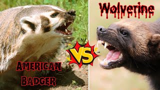 legendarybattle Wolverine vs American Badger who Will Win [upl. by Roots]