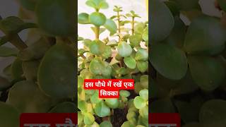 Jada plant se kya hota haishorts lytviralyotubetrendingshorts jade plant [upl. by Gulick]