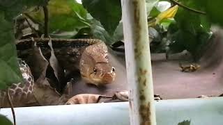 Copperhead Racer  Radiated Rat Snake [upl. by Marti]