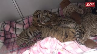 Tiger Cubs Born at Columbus Zoo [upl. by Ravaj]