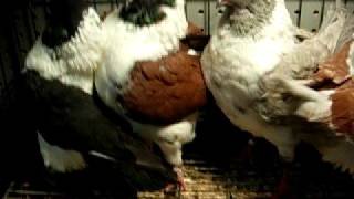 Gazzi Modenas Fancy Show Pigeons  WWWDonsPigeonsCom [upl. by Ynattirb314]