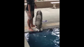 Husky Doesnt Want to Swim  977232 [upl. by Iaria]