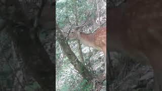 Wild sika deer selfless in peeling tree bark nature deer wildlife animals [upl. by Latsyrd371]