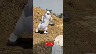 कितना अच्छा डांस कर रही हैं गऊ माता जी shortviral shortvideo shortfeeds trendingmurkhcowdance [upl. by Akeyla]