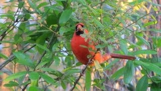 Northern Cardinal Calling  4 different calls [upl. by Encrata]