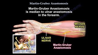 Martin Gruber Anastomosis  Everything You Need To Know  Dr Nabil Ebraheim [upl. by Allemaj544]