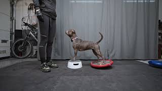 Staffordshire Bull Terrier  body training [upl. by Rickey115]