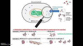 eSVT La respiration cellulaire et ses échanges [upl. by Atikkin]