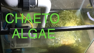 Chaeto Algae in my Refugium [upl. by Mcknight]