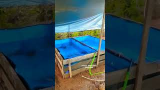 Low cost fish tank using tarpaulins shorts fishtank tarpaulintank tarpaulinsheets [upl. by Airdnas]