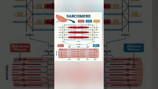 Muscle contraction  class 11 biology NEET medical exam 2025 tranding neet2025 mobilepeneetcuet [upl. by Ariet]